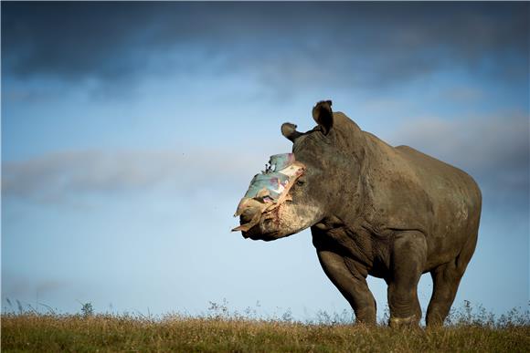 SOUTH AFRICA RHINO REHABILITATION