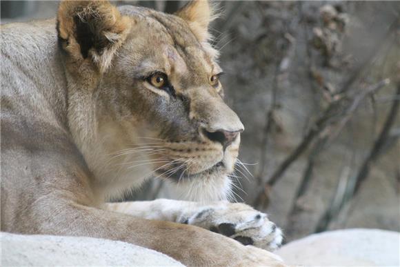 Tajanstveni svijet mačaka u subotu u zagrebačkom ZOO-u