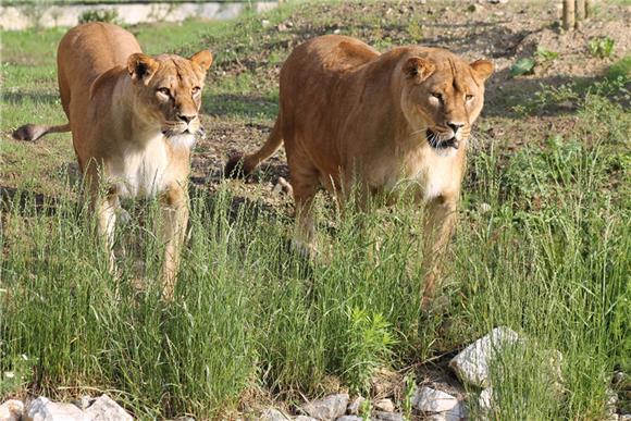 Tajanstveni svijet mačaka u subotu u zagrebačkom ZOO-u 