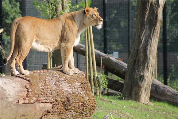 Tajanstveni svijet mačaka u subotu u zagrebačkom ZOO-u 