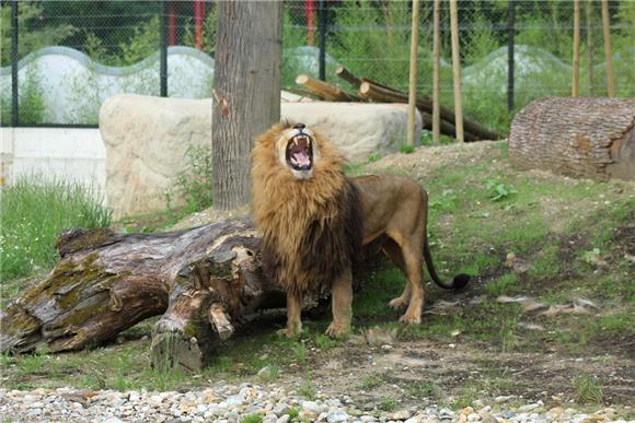 Tajanstveni svijet mačaka u subotu u zagrebačkom ZOO-u 