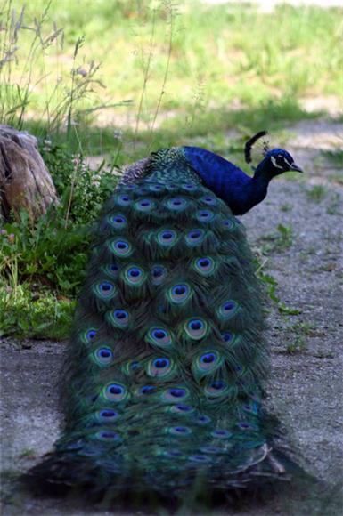 'Čari Indije' u subotu u zagrebačkom ZOO-u