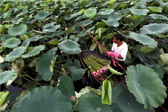 VIETNAM LOTUS