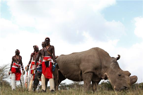 KENYA CONSERVATION WHITE RHINO 