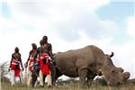 KENYA CONSERVATION WHITE RHINO 