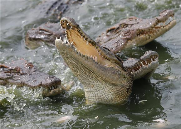 Krokodil proždro drugog pred očima zgroženih turista