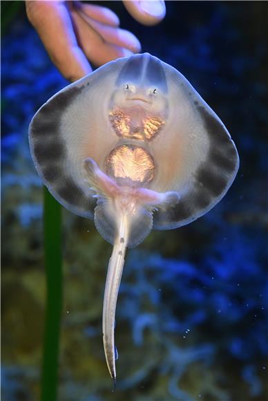 GERMANY ANIMALS BABY RAY