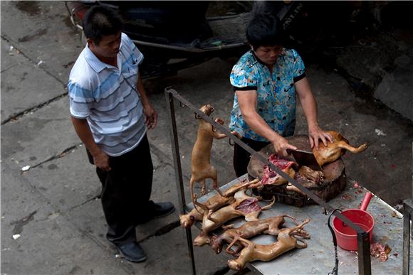 CHINA YULIN DOG MEAT FESTIVAL