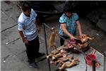 CHINA YULIN DOG MEAT FESTIVAL