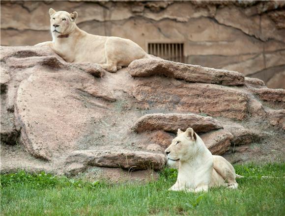 HUNGARY WHITE LIONS