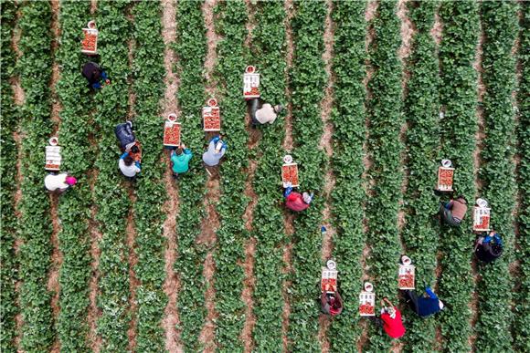 GERMANY AGRICULTURE