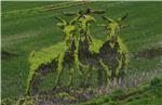 CHINA AGRICULTURE 3D ART