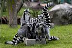 Lemuri s Madagaskara na rubu opstanka