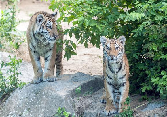 GERMANY ANIMALS 