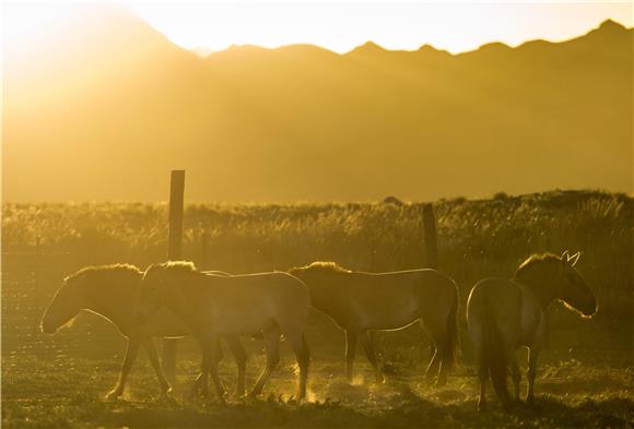 MONGOLIA FEATURE PACKAGE WILD HORSES