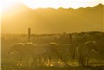 MONGOLIA FEATURE PACKAGE WILD HORSES