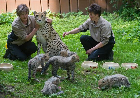 GERMANY ANIMALS CHEETAH