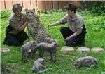 GERMANY ANIMALS CHEETAH