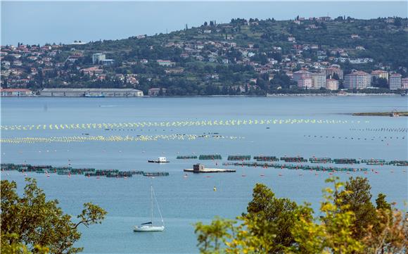 Piranski zaljev