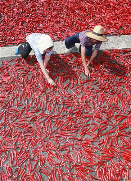 SOUTH KOREA AUTUMN PEPPERS