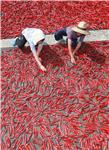 SOUTH KOREA AUTUMN PEPPERS