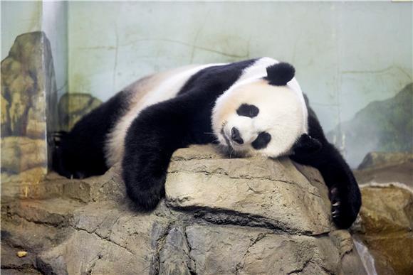 USA PANDAS NATIONAL ZOO