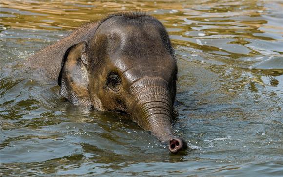 CZECH REPUBLIC ANIMALS WORLD ELEPHANT DAY