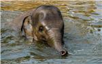 CZECH REPUBLIC ANIMALS WORLD ELEPHANT DAY