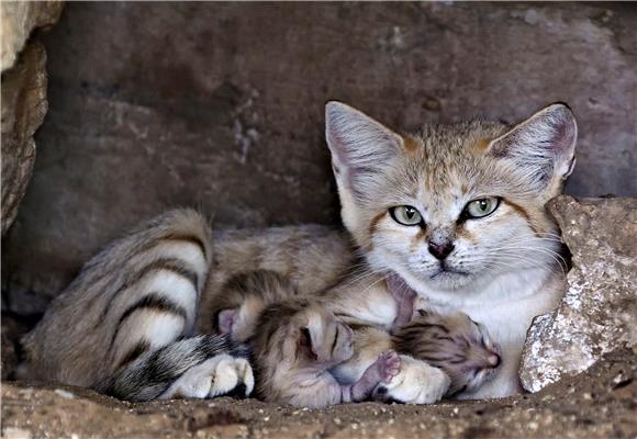 ISRAEL SWEDEN SAND CAT