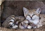 ISRAEL SWEDEN SAND CAT