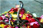 INDIA TRADITION SNAKES