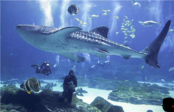 USA INTERNATIONAL WHALE SHARK DAY