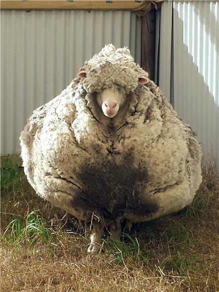 AUSTRALIA ANIMALS SHEEP