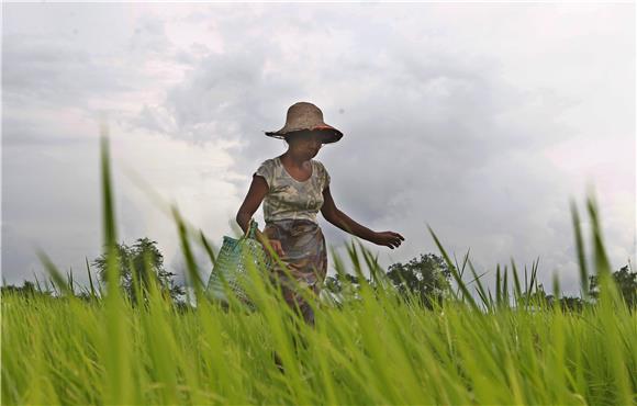 MYANMAR RICE EXPORT