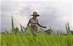 MYANMAR RICE EXPORT