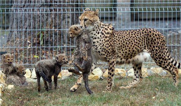 POLAND ANIMALS