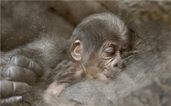 GERMANY ANIMALS GORILLA