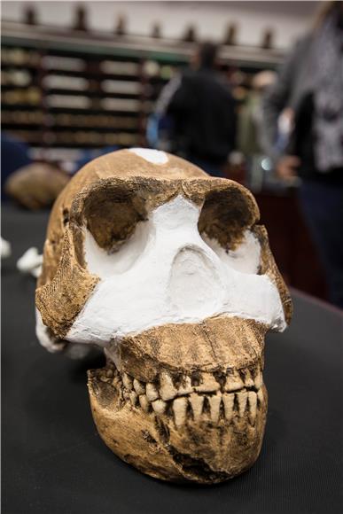 SOUTH AFRICA HOMO NALEDI