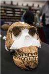 SOUTH AFRICA HOMO NALEDI