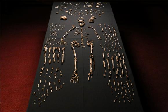 SOUTH AFRICA HOMO NALEDI