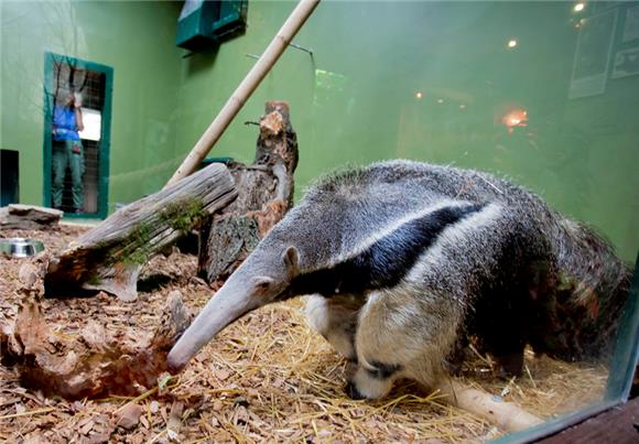 U zagrebački ZOO stigao mravojed