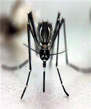 TAIWAN HEALTH DENGUE