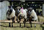 BRITAIN MASHAM SHEEP FAIR