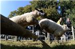 BRITAIN MASHAM SHEEP FAIR