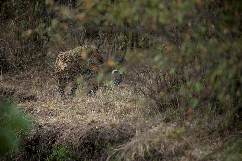 Indija: leopard gurnuo glavu u metalnu posudu i zaglavio se