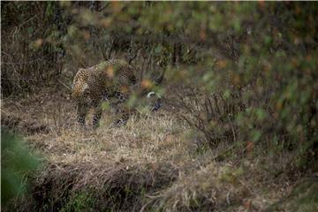 Indija: leopard gurnuo glavu u metalnu posudu i zaglavio se