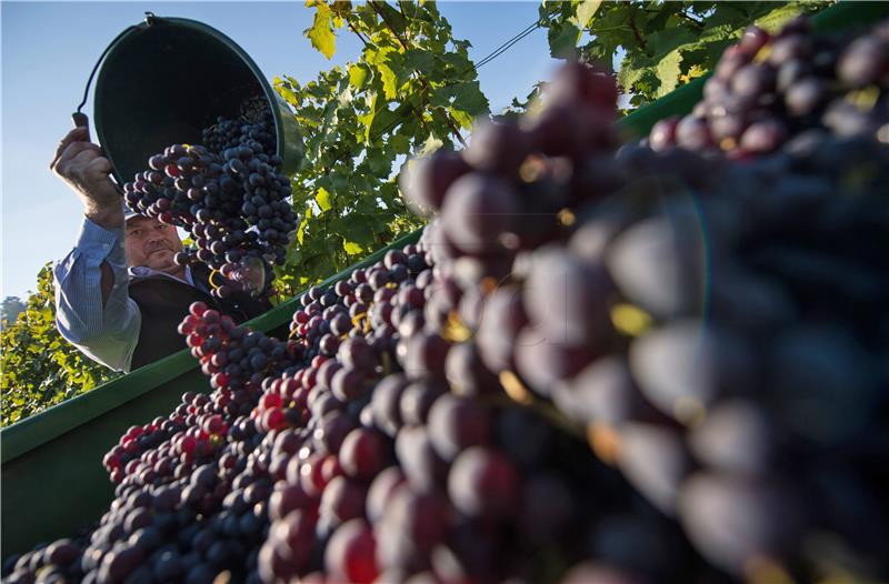 GERMANY AGRICULTURE GRAPE HARVEST