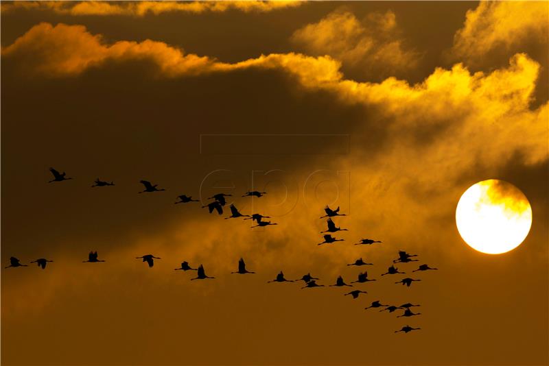 HUNGARY MIGRATING BIRDS