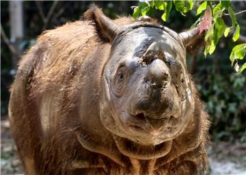 INDONESIA ANIMALS SUMATRAN RHINO