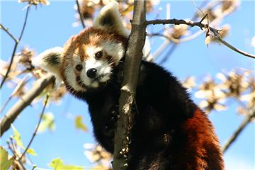 U zagrebačkom ZOO-u u subotu "Dan crvenih panda"